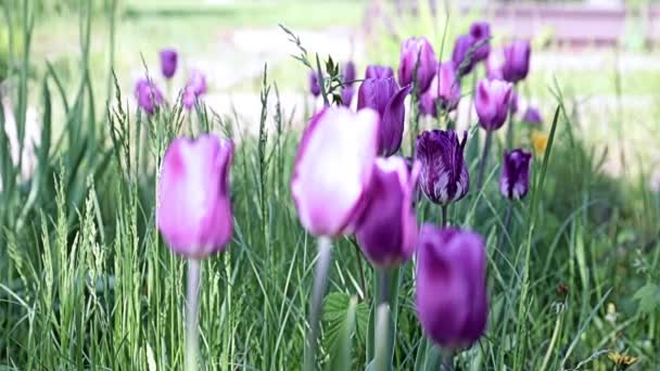 Hermosas Flores Moradas Inusuales Tulipanes Callejón Del Parque — Vídeos de Stock