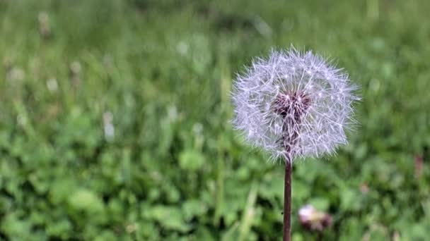 Hermosas Flores Silvestres Dientes León Callejón Del Parque — Vídeos de Stock