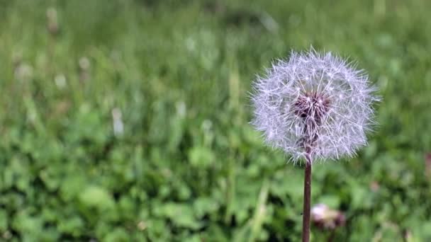 Mooie Wilde Bloemen Paardebloemen Het Park Steegje — Stockvideo