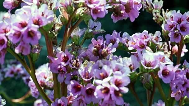 Piękne Czerwone Kwiaty Łodygach Rośliny Leczniczej Badan Bergenia Rodziny Saxifragaceae — Wideo stockowe