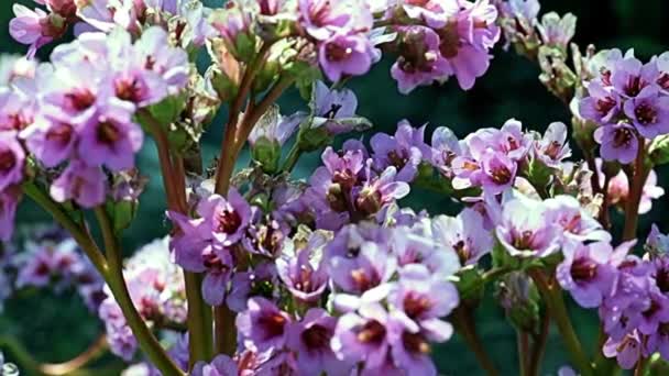 Bellissimi Fiori Rossi Sui Fusti Della Famiglia Delle Saxifragaceae Dei — Video Stock