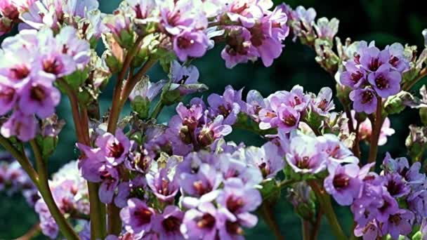 Piękne Czerwone Kwiaty Łodygach Rośliny Leczniczej Badan Bergenia Rodziny Saxifragaceae — Wideo stockowe