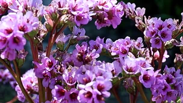 Mooie Rode Bloemen Stengels Van Geneeskrachtige Plant Badan Bergenia Familie — Stockvideo