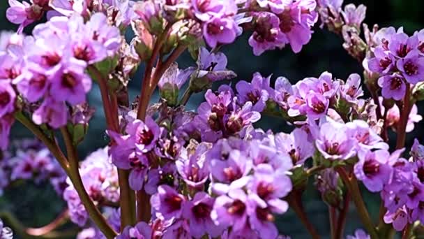 Piękne Czerwone Kwiaty Łodygach Rośliny Leczniczej Badan Bergenia Rodziny Saxifragaceae — Wideo stockowe