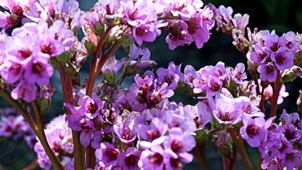 Piękne Czerwone Kwiaty Łodygach Rośliny Leczniczej Badan Bergenia Rodziny Saxifragaceae — Wideo stockowe