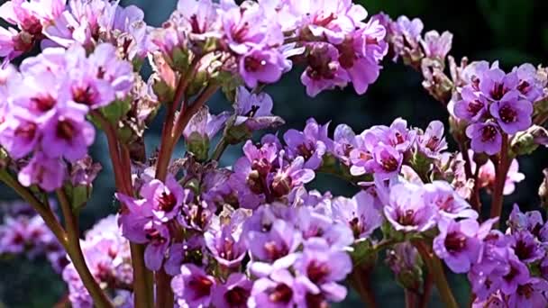 Şifalı Bitki Badan Bergenia Familyasının Saxifragaceae Köklerinde Güzel Kırmızı Çiçekler — Stok video