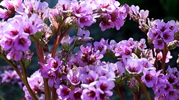 Piękne Czerwone Kwiaty Łodygach Rośliny Leczniczej Badan Bergenia Rodziny Saxifragaceae — Wideo stockowe