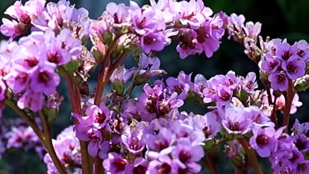 Gyönyörű Vörös Virágok Saxifragaceae Gyógynövény Bergenia Család Szárán — Stock videók