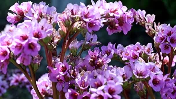 Piękne Czerwone Kwiaty Łodygach Rośliny Leczniczej Badan Bergenia Rodziny Saxifragaceae — Wideo stockowe