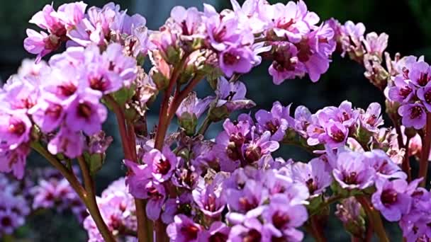 Gyönyörű Vörös Virágok Saxifragaceae Gyógynövény Bergenia Család Szárán — Stock videók