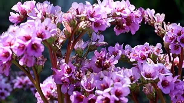 Vackra Röda Blommor Stjälkarna Släktet Saxifragaceae Bergenia — Stockvideo