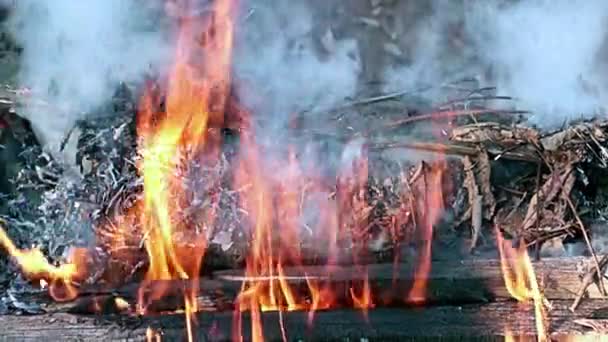 Jasne Języki Ognia Płomień Podczas Spalania Odpadów Drewna Suchej Trawy — Wideo stockowe
