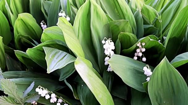 Schöne Seltene Blumen Maiglöckchen Freier Wildbahn — Stockvideo