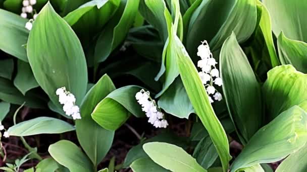 Hermosas Flores Raras Lirios Del Valle Naturaleza — Vídeo de stock