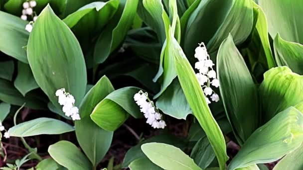 野生の渓谷の美しい珍しい花ユリ — ストック動画