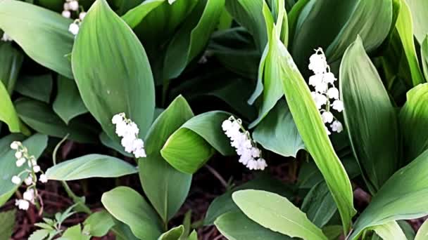 Красиві Рідкісні Квіти Лілії Долини Дикій Природі — стокове відео