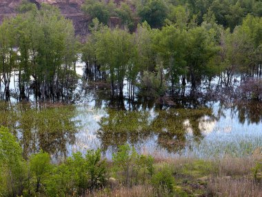 Kıyı alanını çayır ve ağaçlarla dolduruyor.