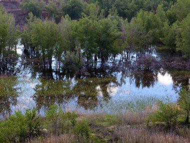 Kıyı alanını çayır ve ağaçlarla dolduruyor.