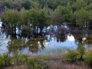Kıyı alanını çayır ve ağaçlarla dolduruyor.