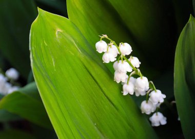 Ormanın güzel yaprakları ve çiçekleri. Vadinin zambağı.
