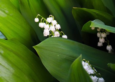 Ormanın güzel yaprakları ve çiçekleri. Vadinin zambağı.