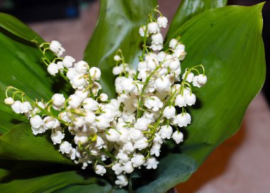 Ormanın güzel yaprakları ve çiçekleri. Vadinin zambağı.