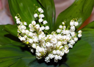 Ormanın güzel yaprakları ve çiçekleri. Vadinin zambağı.