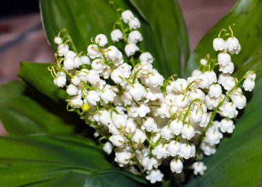 Ormanın güzel yaprakları ve çiçekleri. Vadinin zambağı.