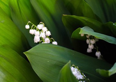 Ormanın güzel yaprakları ve çiçekleri. Vadinin zambağı.