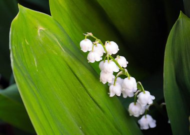 Ormanın güzel yaprakları ve çiçekleri. Vadinin zambağı.