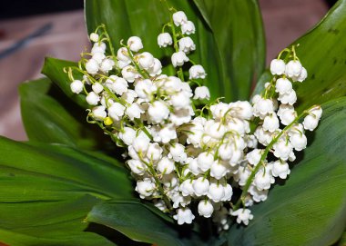 Ormanın güzel yaprakları ve çiçekleri. Vadinin zambağı.