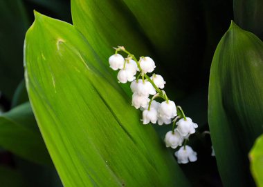 Ormanın güzel yaprakları ve çiçekleri. Vadinin zambağı.