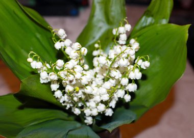 Ormanın güzel yaprakları ve çiçekleri. Vadinin zambağı.