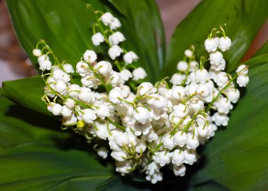 Ormanın güzel yaprakları ve çiçekleri. Vadinin zambağı.