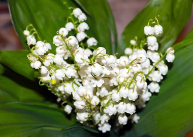 Ormanın güzel yaprakları ve çiçekleri. Vadinin zambağı.