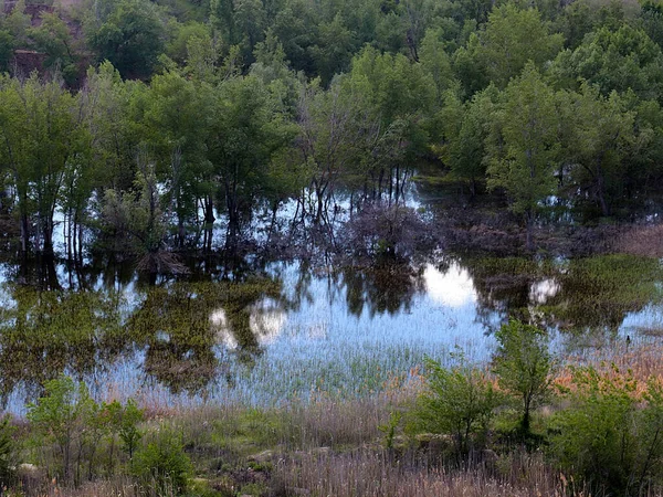 Inondation Espace Côtier Avec Prairie Arbres — Photo