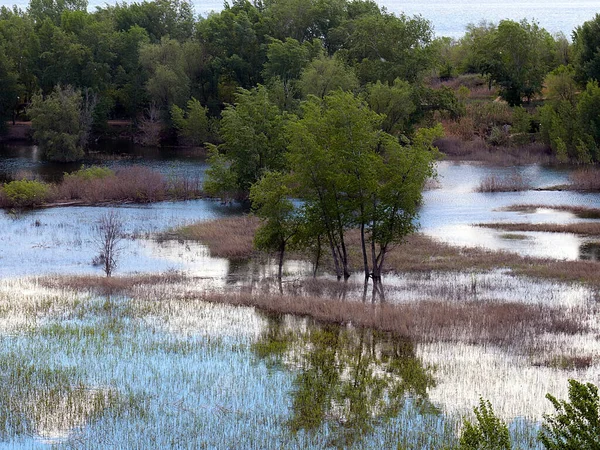 Flooding Coastal Space Meadow Trees — Stock Photo, Image