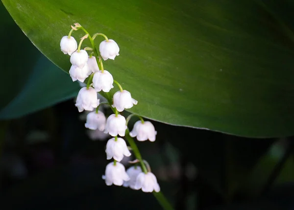 Piękne Liście Kwiaty Leśnej Lilii Smyczy Doliny — Zdjęcie stockowe