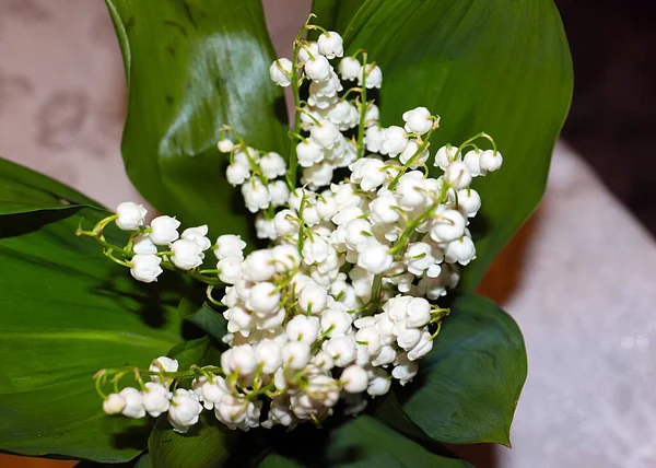 Ormanın güzel yaprakları ve çiçekleri. Vadinin zambağı.