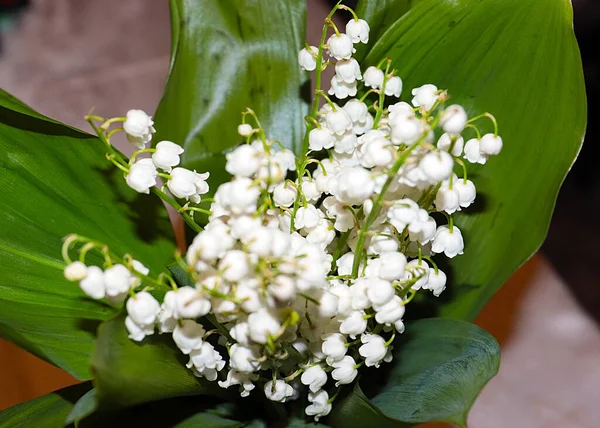 Ormanın güzel yaprakları ve çiçekleri. Vadinin zambağı.