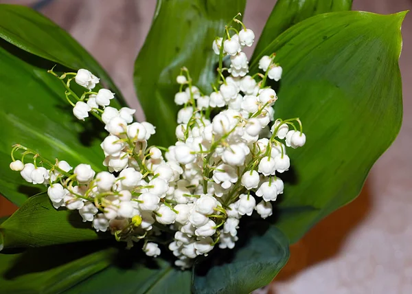 Ormanın güzel yaprakları ve çiçekleri. Vadinin zambağı.
