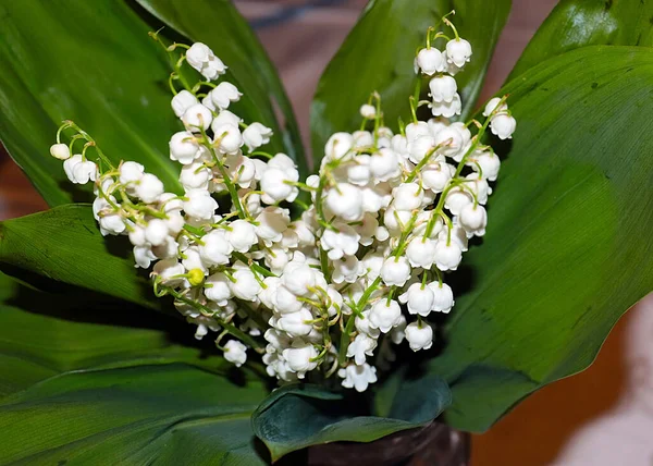 Ormanın güzel yaprakları ve çiçekleri. Vadinin zambağı.