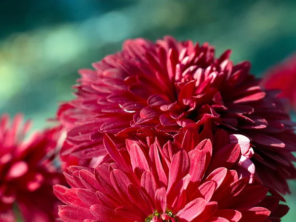 庭の空間の装飾として美しい赤い菊の花 — ストック写真