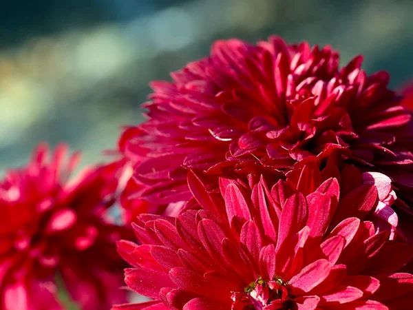 Krásná Červená Chryzantéma Květiny Jako Dekorace Zahradního Prostoru — Stock fotografie