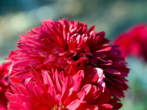 Belas Flores Crisântemo Vermelho Como Decoração Espaço Jardim — Fotografia de Stock