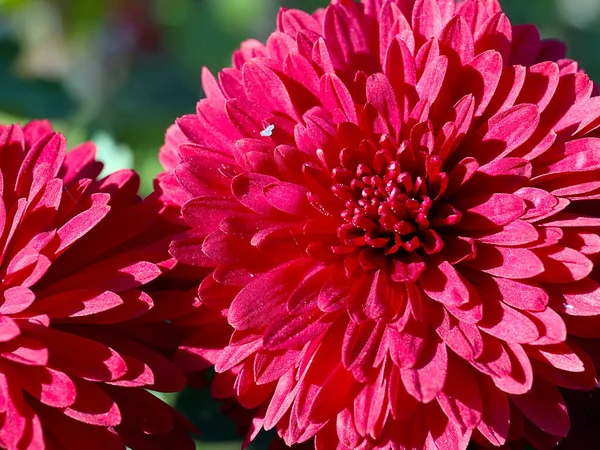 Belas Flores Crisântemo Vermelho Como Decoração Espaço Jardim — Fotografia de Stock