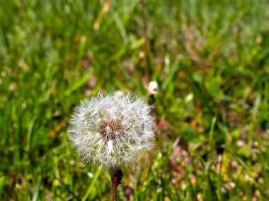 Çayırların arasında tüylü, kır çiçeği karahindiba.