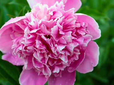 Parkın dekorasyonu için sevimli pembe şakayık çiçeği.