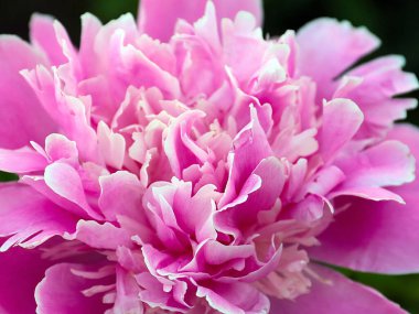 Parkın dekorasyonu için sevimli pembe şakayık çiçeği.