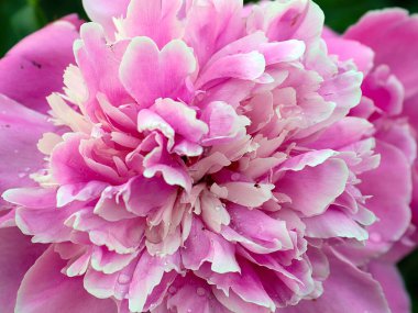 Parkın dekorasyonu için sevimli pembe şakayık çiçeği.